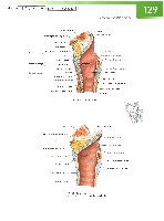 Sobotta Atlas of Human Anatomy  Head,Neck,Upper Limb Volume1 2006, page 136